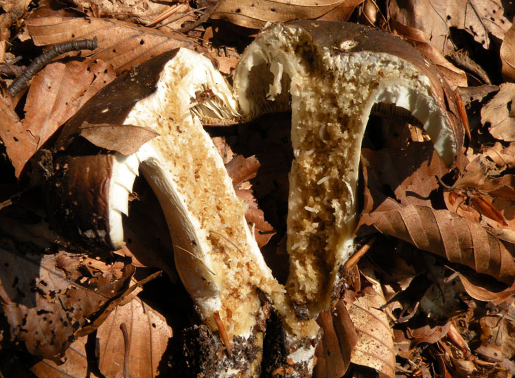 Portate pazienza: Tricholoma?